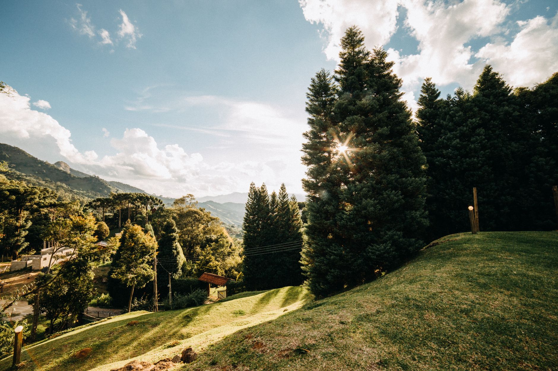 Rural houses located on grassy terrain in countryside near forest with tall green coniferous trees on summer day in nature