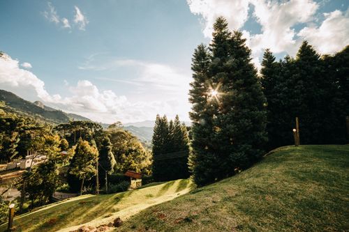 Free Rural houses located on grassy terrain in countryside near forest with tall green coniferous trees on summer day in nature Stock Photo