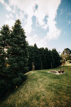 Lush green landscape with towering pine trees under a vibrant blue sky.