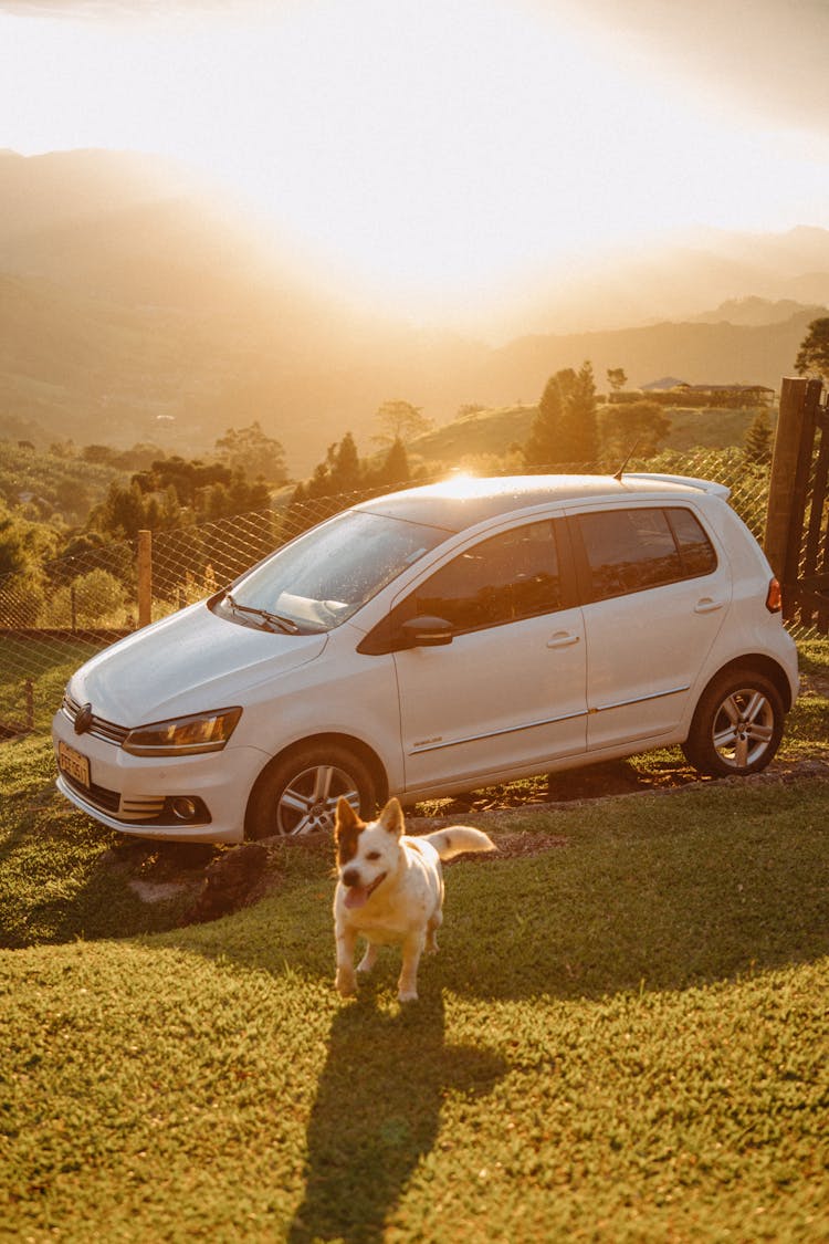 Dog Running Near Car In Green Mountain Landscape