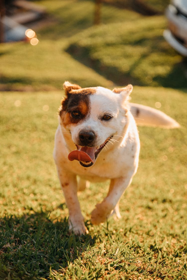 Happy Dog Running In Sunlight