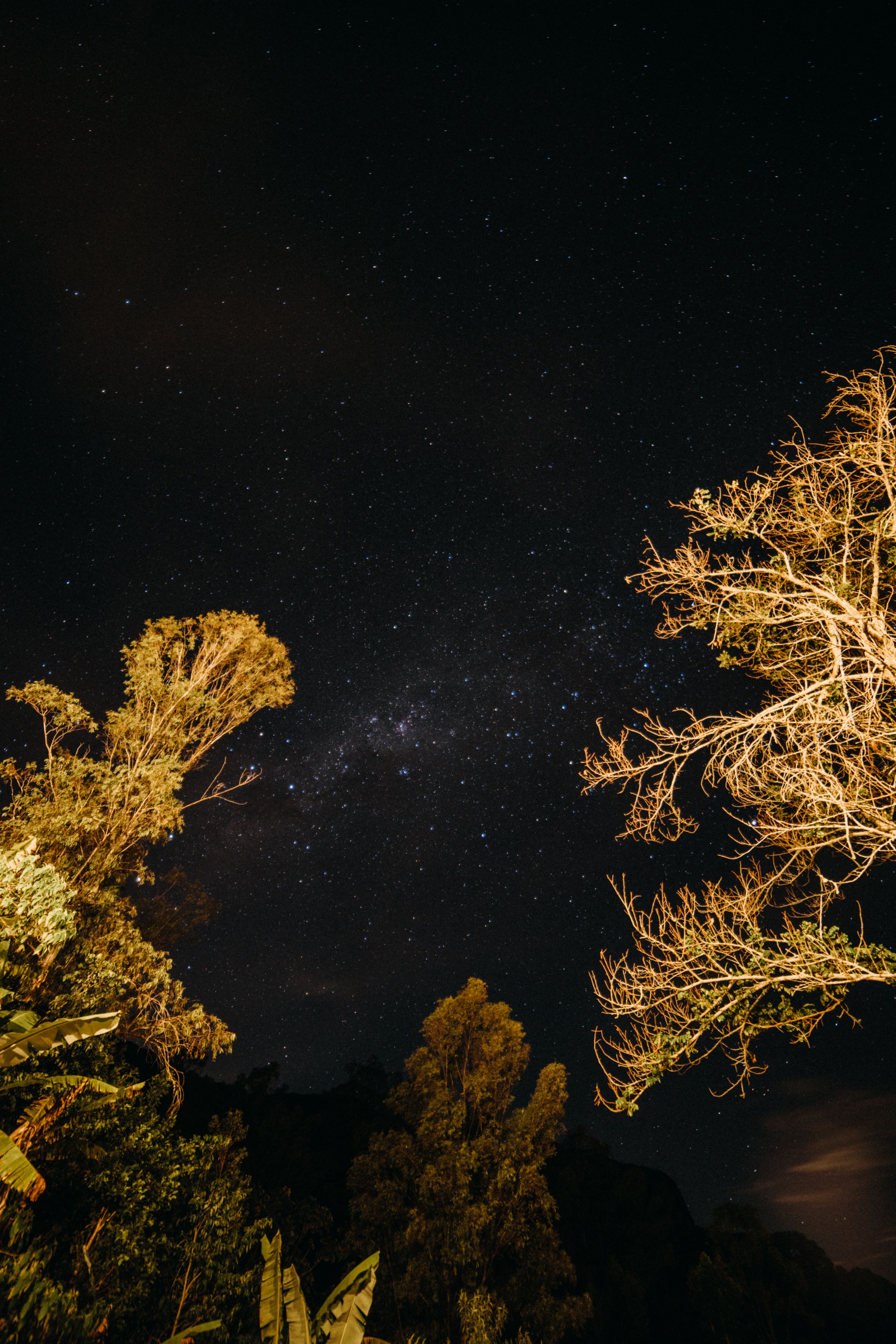 Tree Crowns Under a Starry Night Sky · Free Stock Photo