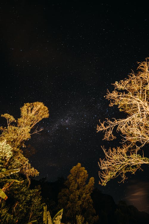Tree Crowns Under a Starry Night Sky 