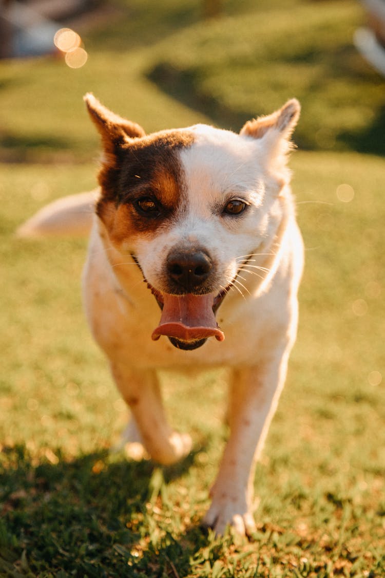 Happy Dog Running