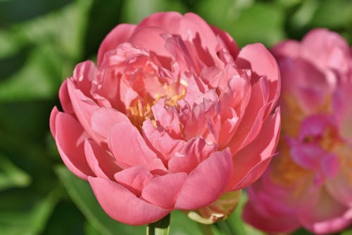 Close-Up Shot of a Pink Peony in Bloom