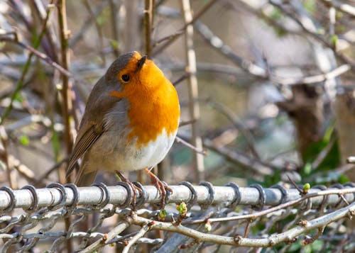 Close-Up Shot of a Robin Perched on a Metal Fence