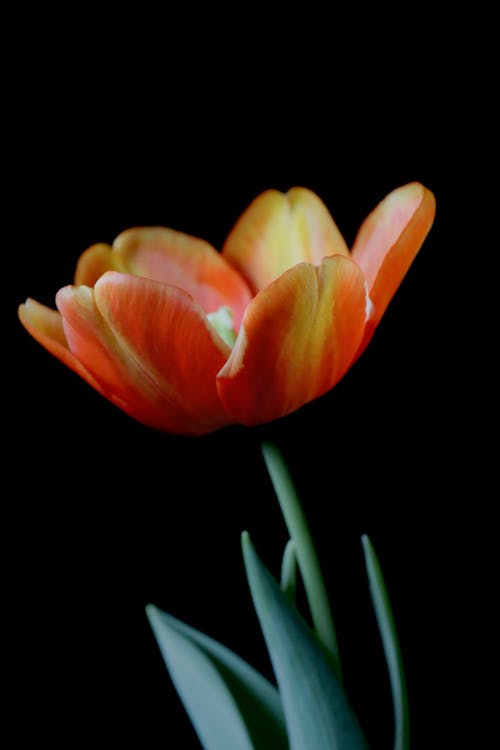 Close-Up Shot of an Orange Tulip in Bloom