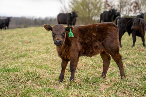 Free Calves on a Grassy Field Stock Photo