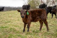 Calves on a Grassy Field
