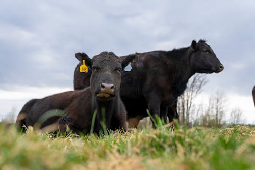 Two Black Cows on a Grassy Field