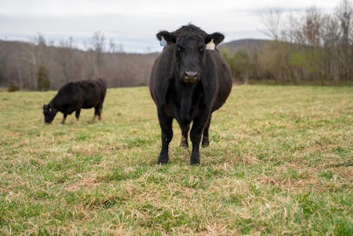 Free Two Black Cows on a Grassy Field Stock Photo