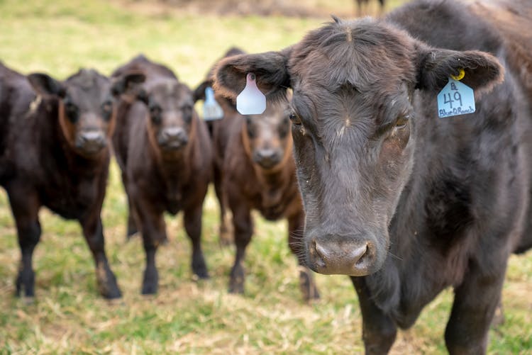 Group Of Cows On Green Grass Field