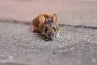 Rodents