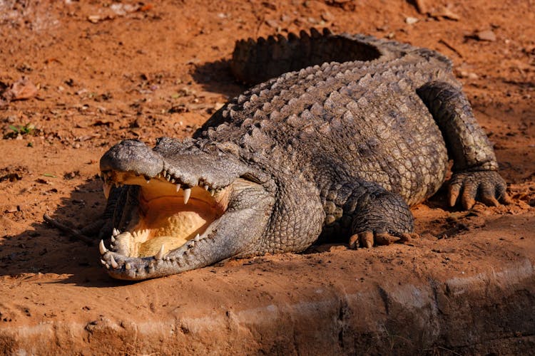 A Big Scary Crocodile Lying On Brown Soil