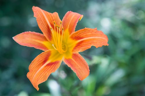 Free Yellow Day Lily Flower Stock Photo