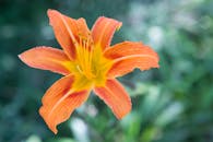 在模糊的绿色背景下，特写着一朵盛开的、充满活力的橙色蝴蝶兰