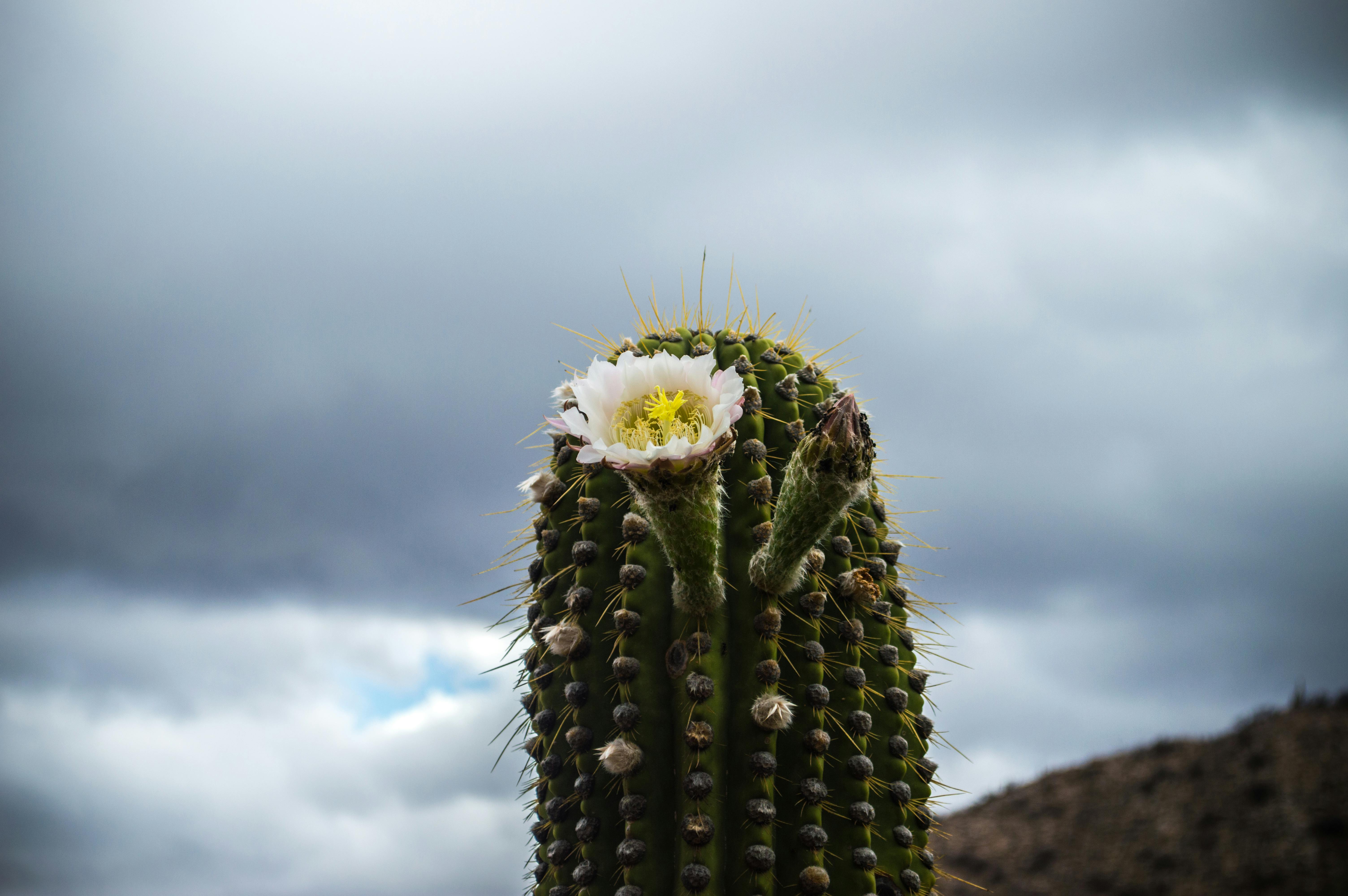 Cactus Plants Under the Starry Sky · Free Stock Photo