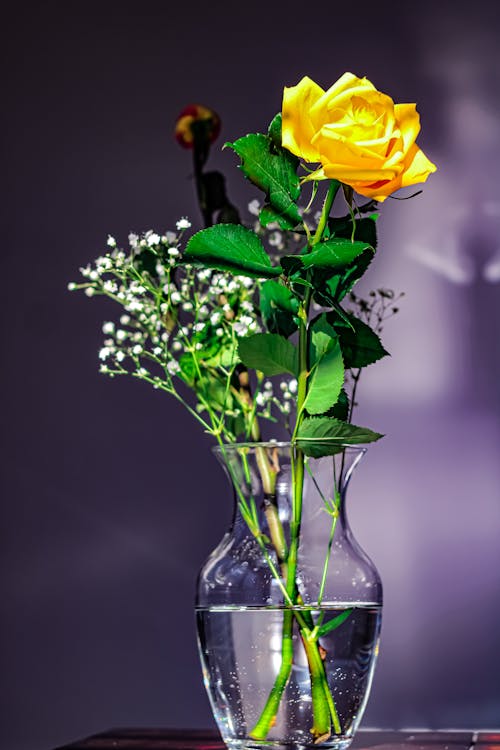 Yellow Rose in Clear Glass Vase