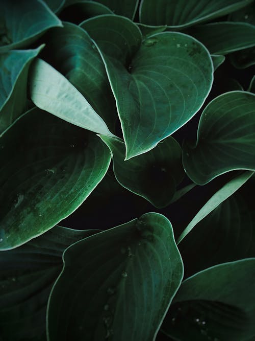 Close-Up Photo of Dark Green Plants