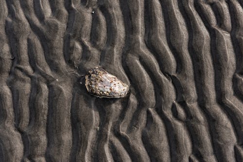 모래, 모래 언덕, 바다 껍질의 무료 스톡 사진