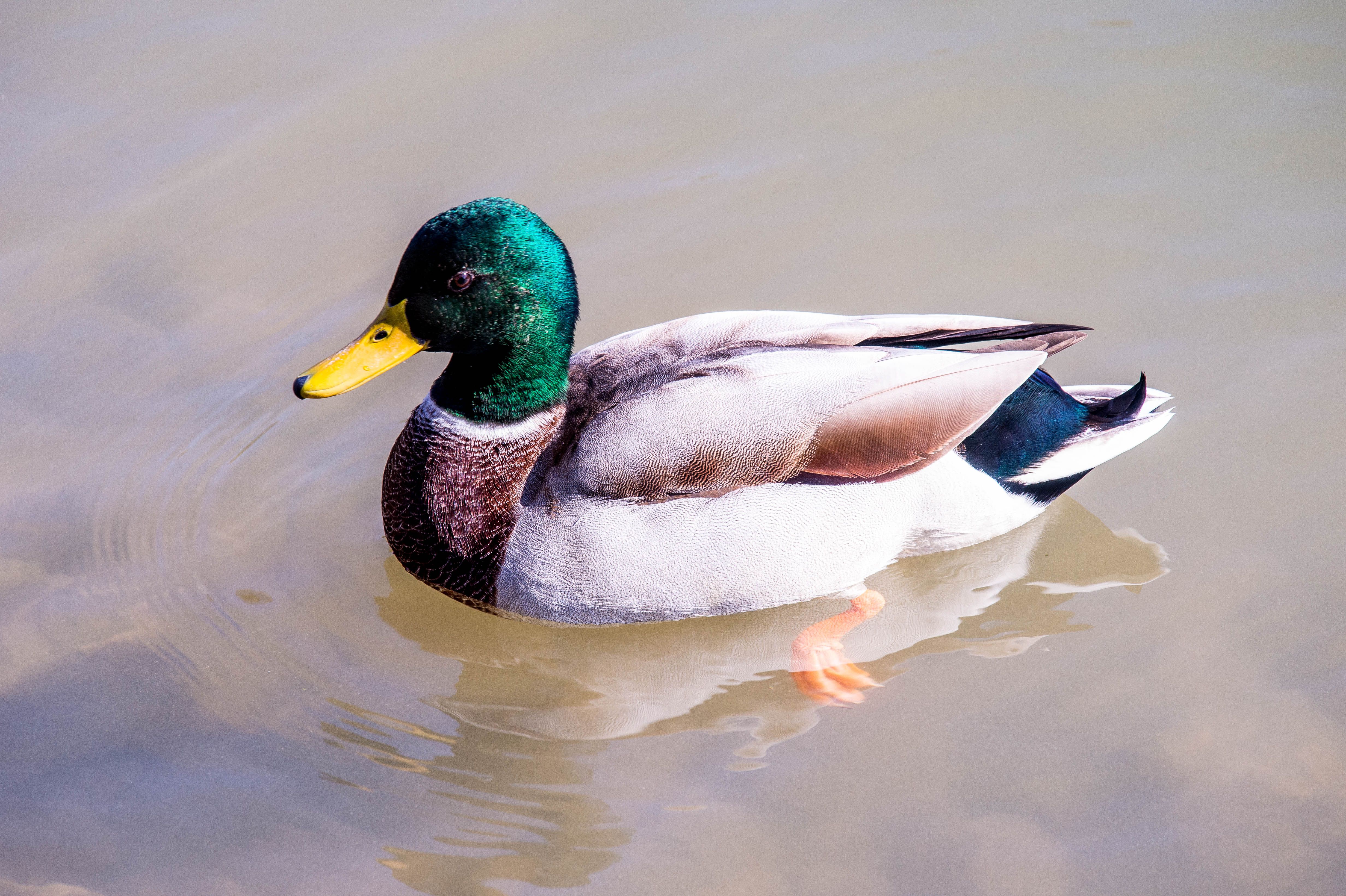2012 Review of Drake Software — Drake Tax — Photo by ARNAUD VIGNE on Pexels