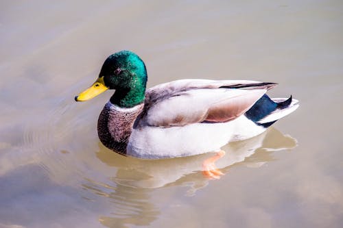 Close-Up Photo of a Duck on Water