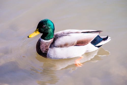 Kostenloses Stock Foto zu baden, ente, federn