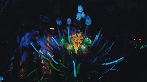 Darmowe zdjęcie z galerii z neon, neonowe kwiaty, noc
