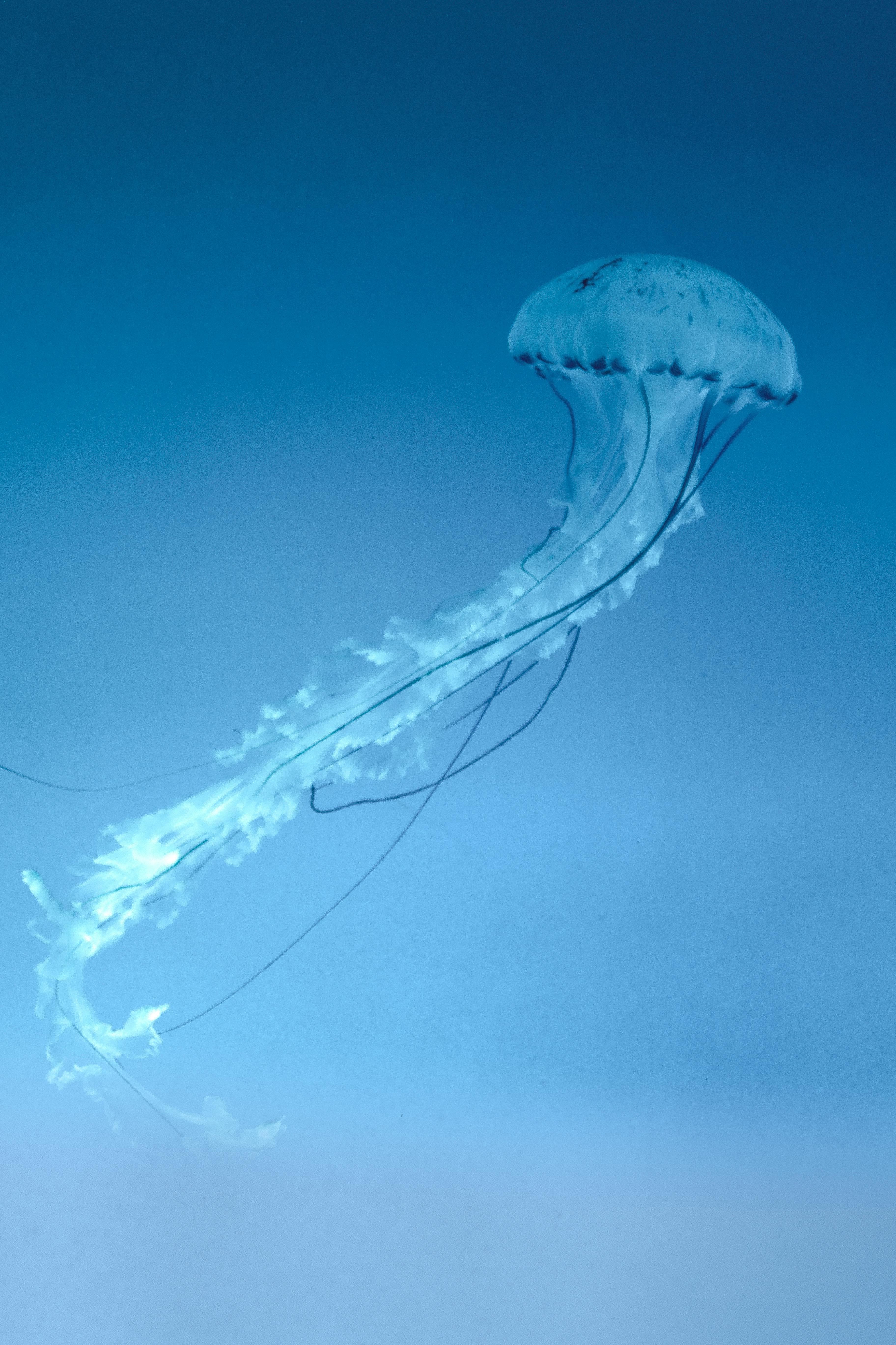 Graceful jellyfish gliding through serene blue underwater scene, showcasing its delicate beauty.