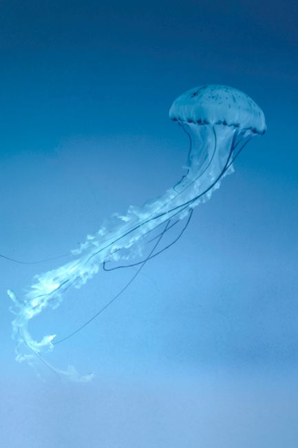 Graceful jellyfish gliding through serene blue underwater scene, showcasing its delicate beauty.