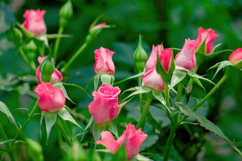 Close-up Shot of Pink Roses in the Garden on a Sunny Day