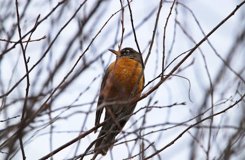 Orange Bird Perched on Tree Branches