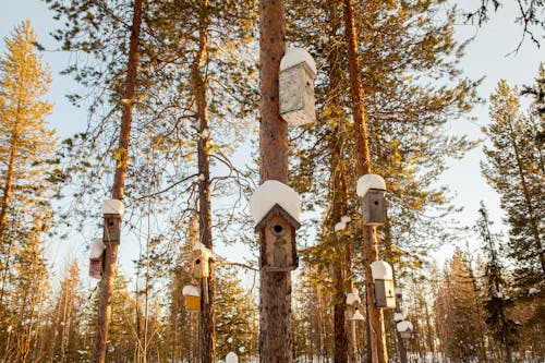 Birdhouses in a Forest in Fall