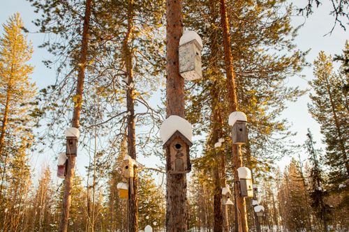 Free Charming birdhouses adorn snow-laden trees in a tranquil winter forest scene. Stock Photo