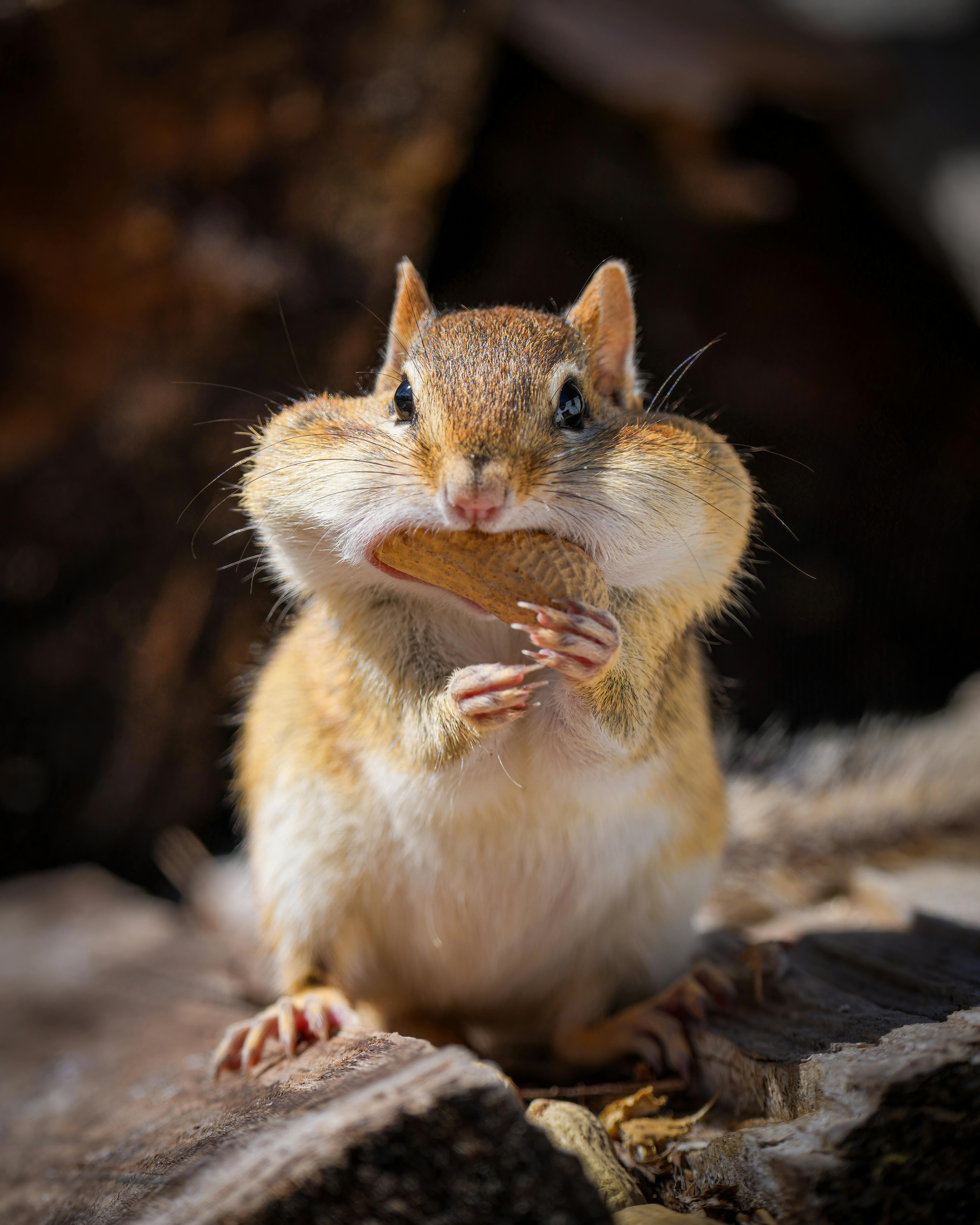 Fluffy Hungry Eastern Chipmunk Eating Peanuts In Sunny Park · Free ...