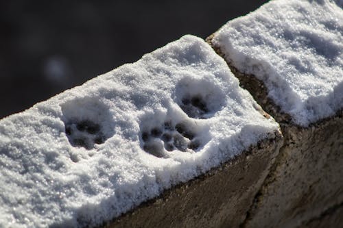 Kostnadsfri bild av footcat, havsvatten, katt