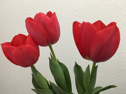 Free stock photo of red tulips