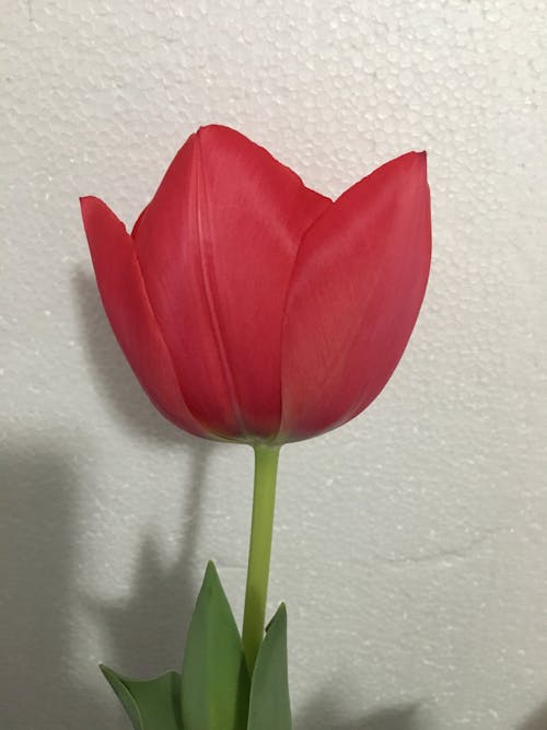 Free stock photo of tulip with shadow