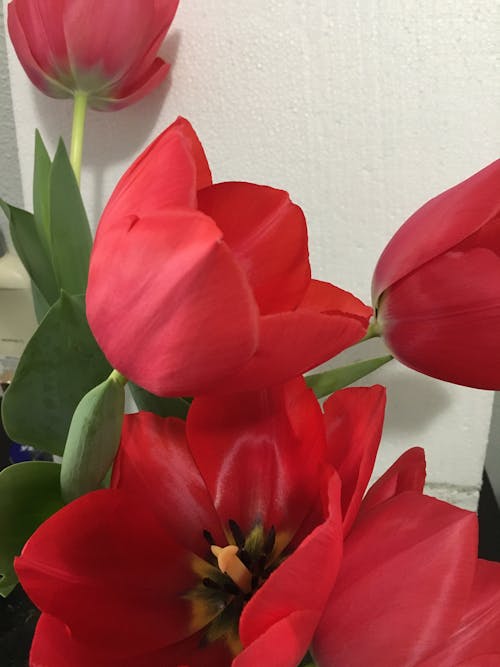 Free stock photo of red tulips