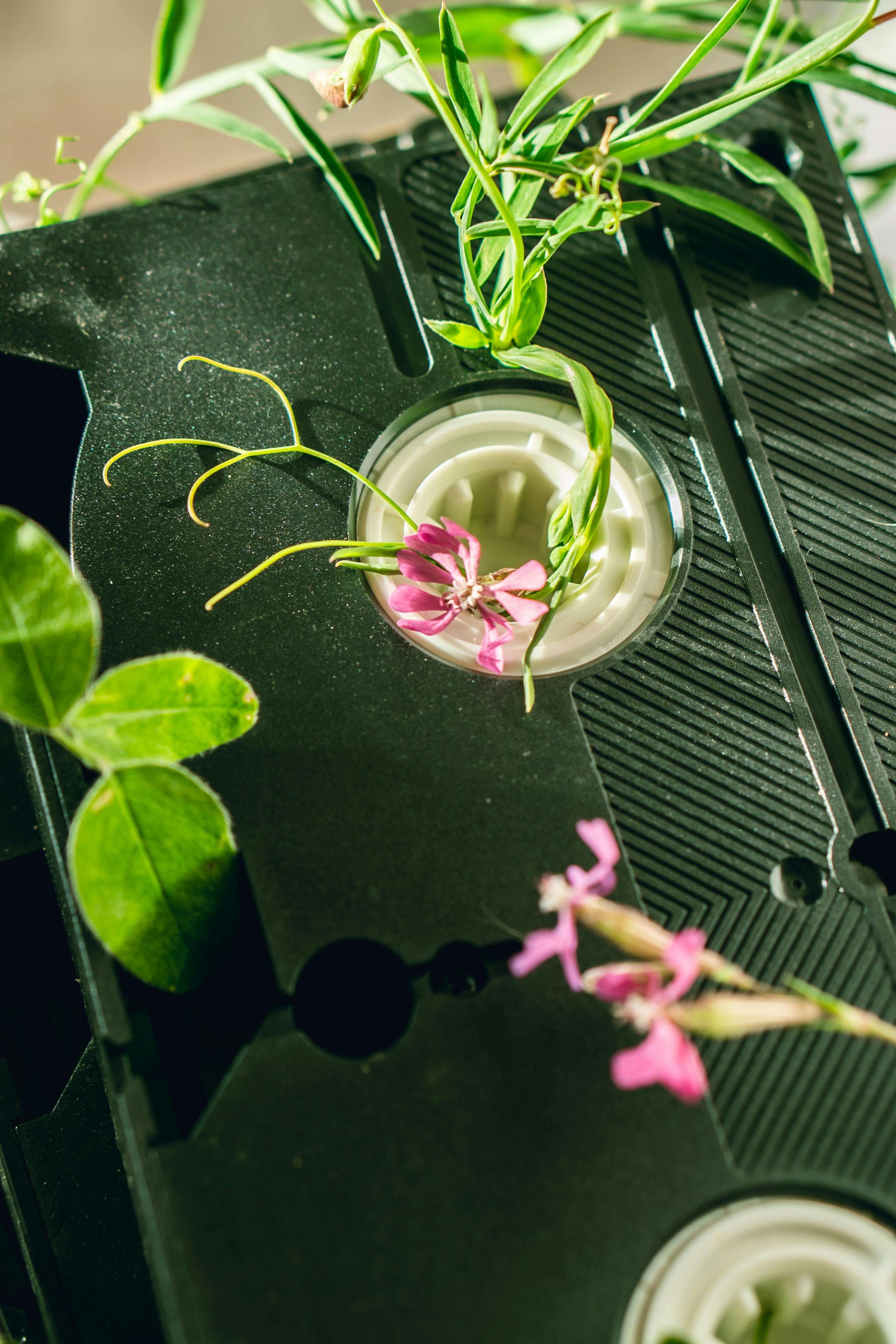 Which sprouts are best for fertility?