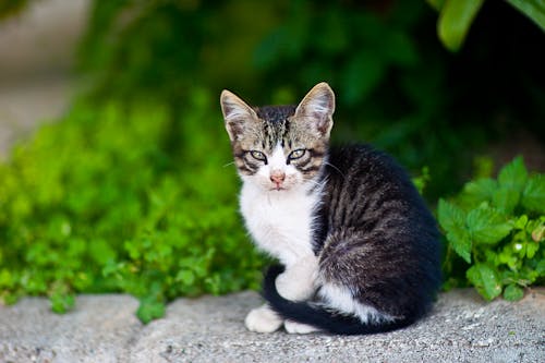 Imagine de stoc gratuită din adâncime de câmp, animal, animal de casă