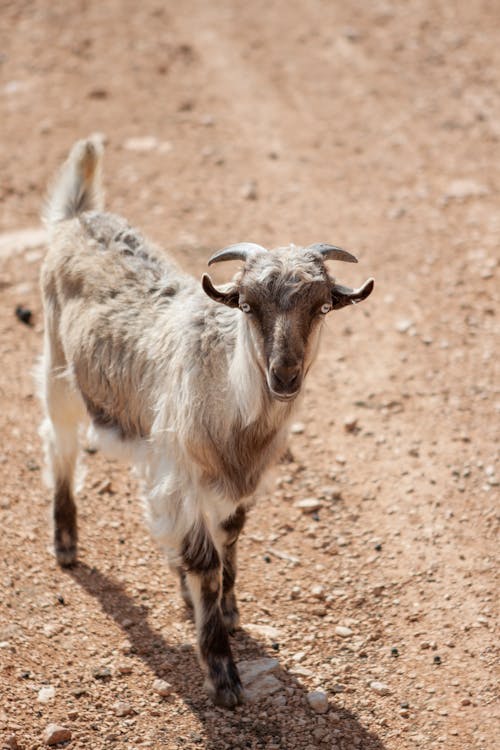 Photos gratuites de animal, bétail, chèvre domestique