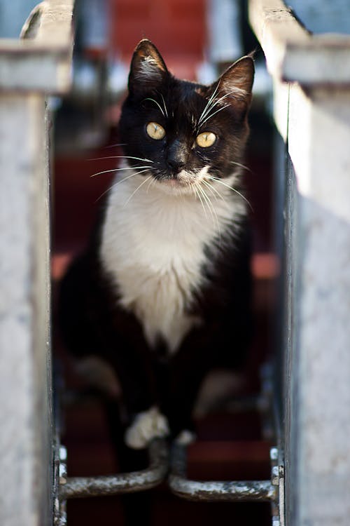 Бесплатное стоковое фото с вертикальный выстрел, двухцветный кот, домашнее животное