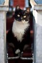 Tuxedo Cat in Window