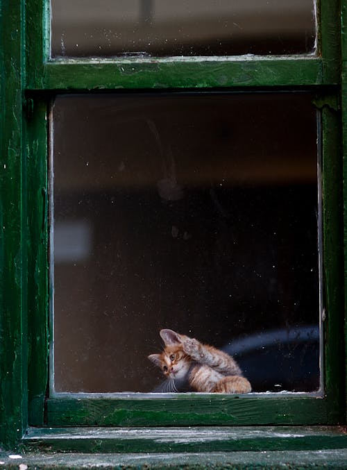 Бесплатное стоковое фото с взгляд, домашнее животное фотография, животное