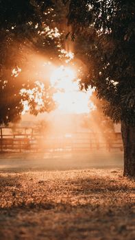 Beautiful golden sunlight filtering through lush trees in Montes Altos, Brazil, creating a serene and warm atmosphere.