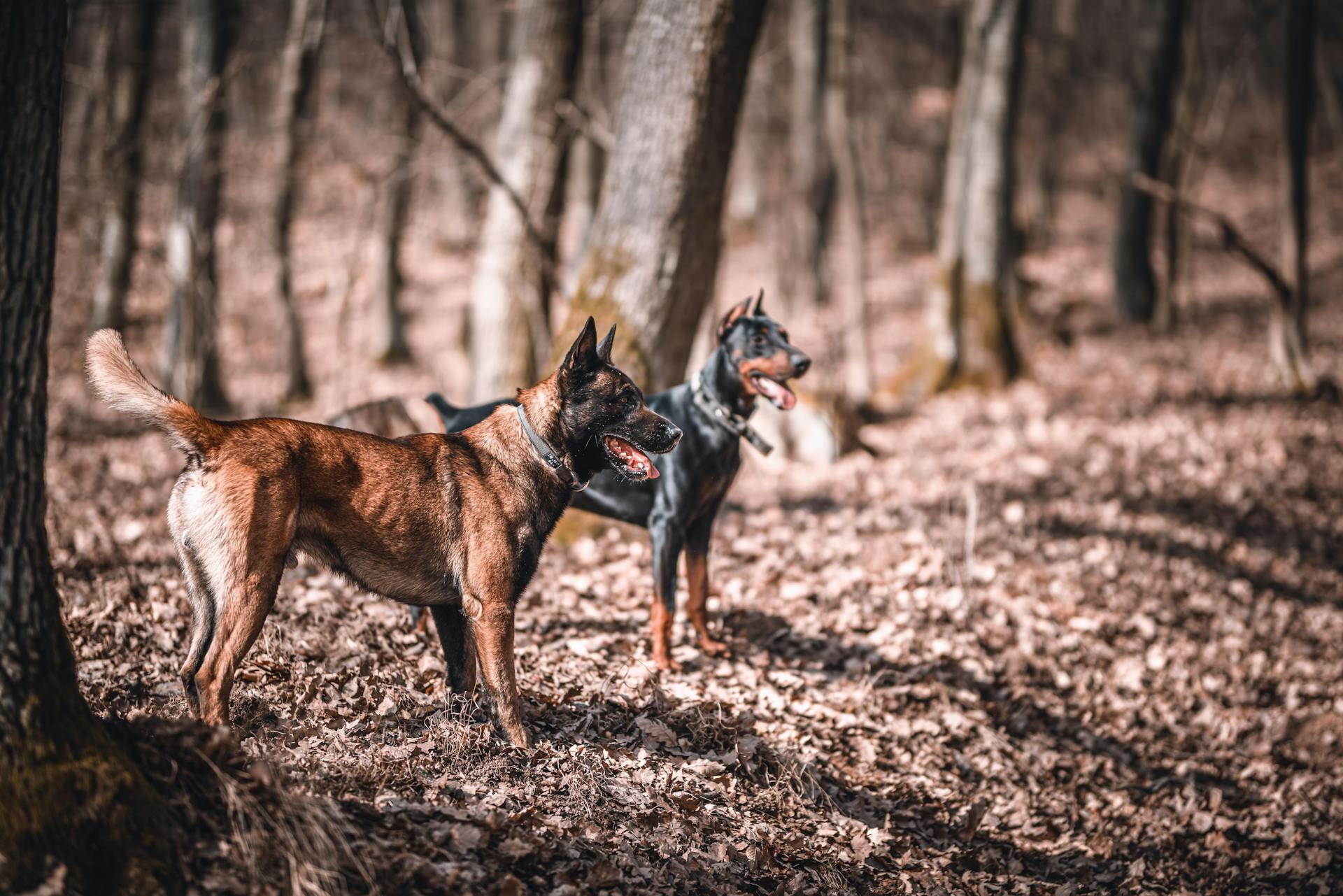 Shallow Focus Photo of Two Dogs in a Forest