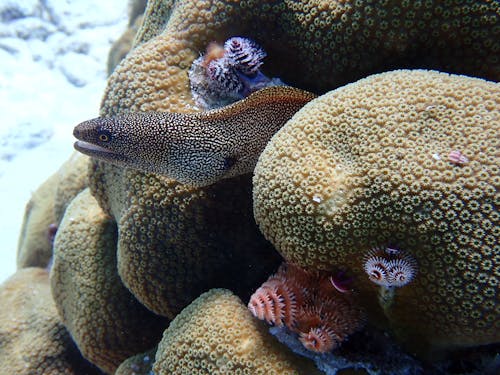 A Yellow Spotted Moray in the Corals