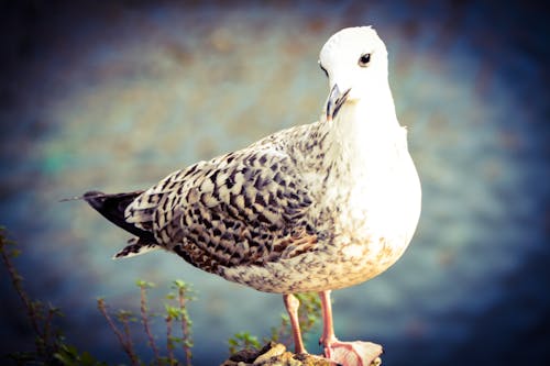 Free stock photo of cool, seagull