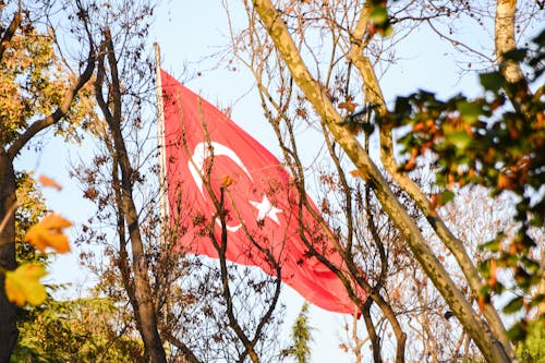 Fotobanka s bezplatnými fotkami na tému modrá obloha, moriak, stromy